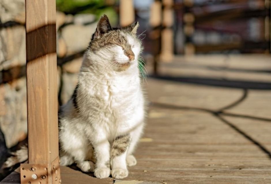 Pare tudo o que está fazendo e veja esse gatinho bebendo água em