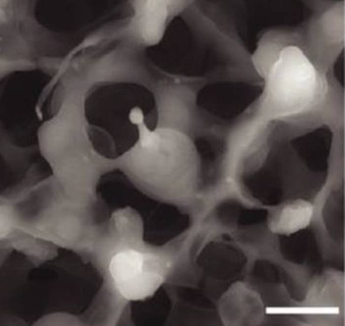 Cogumelo Amanita phalloides