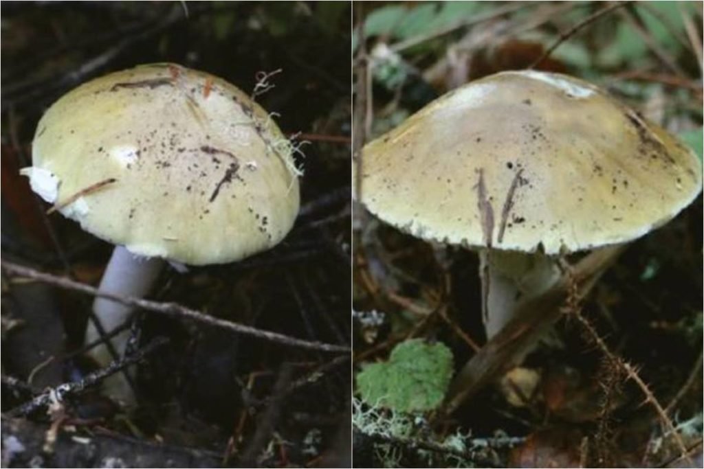 Cogumelo Amanita phalloides