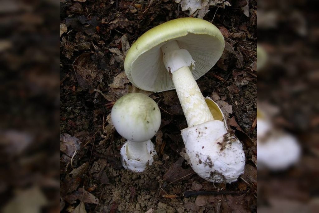 Cogumelo Amanita phalloides