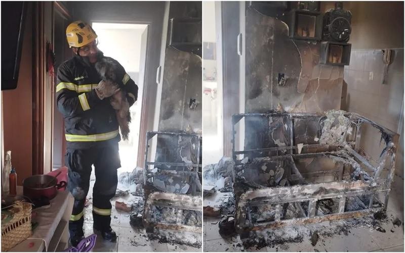 goias cadela salva incendio