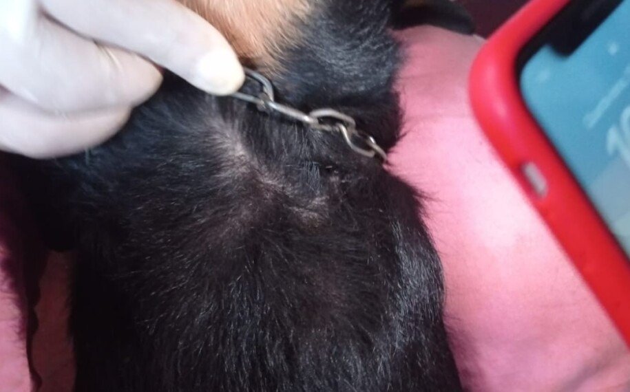 goias cachorro acorrentado a parede