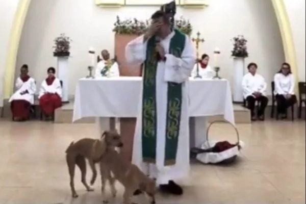 Cachorros cruzam durante missa em Juiz de Fora - Metrópoles