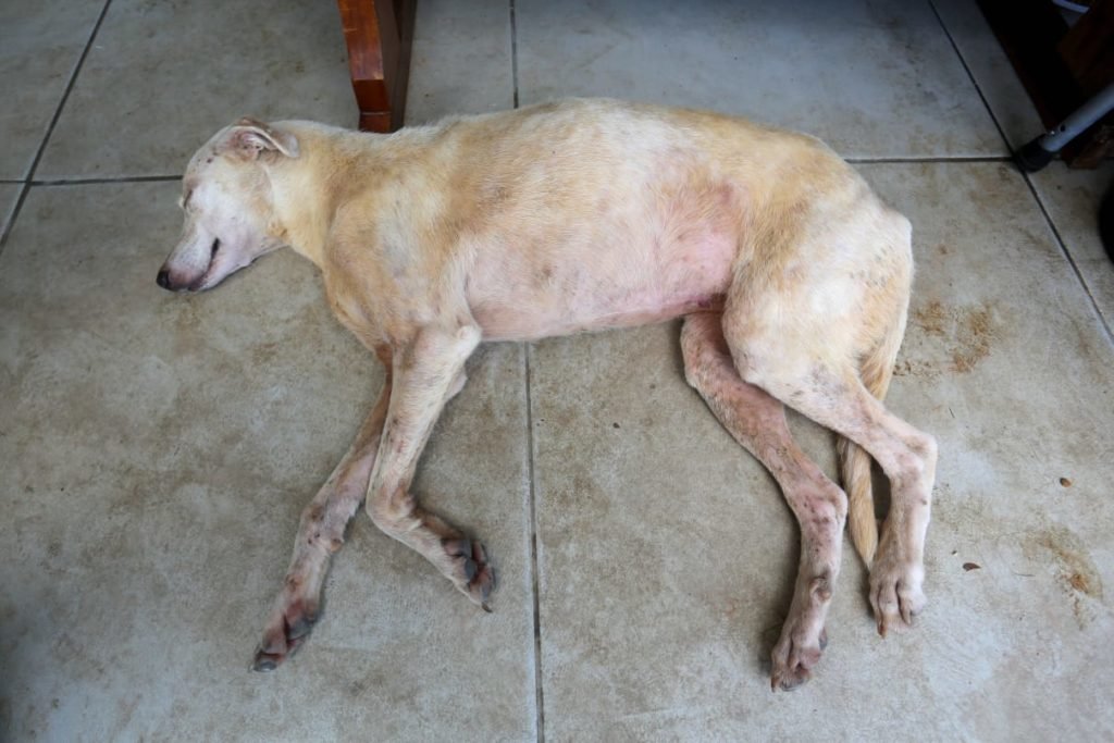 Animais são resgatados após deslizamentos e enchentes - Zig Proxy
