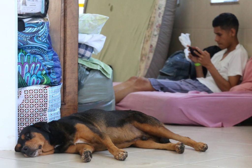 Animais são resgatados após deslizamentos e enchentes em São Paulo - Zig Proxy