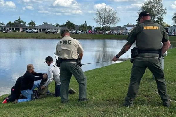 Crocodilo que atacou idosa de 85 anos na Flórida (EUA) - Metrópoles