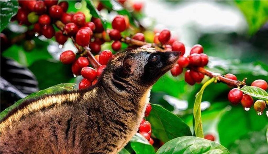 Na foto, um Civeta com frutas de café - Metrópoles