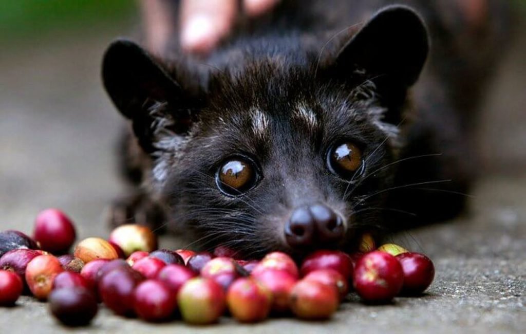 Na foto, um Civeta com frutas de café - Metrópoles