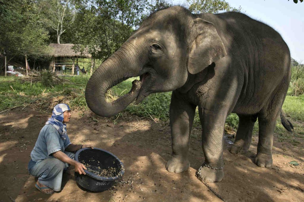 Na foto, um elefante comendo frutos da café - Metrópoles