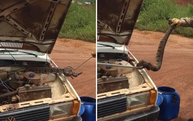 Cobra exótica comum nos EUA é achada em rua do Paraná