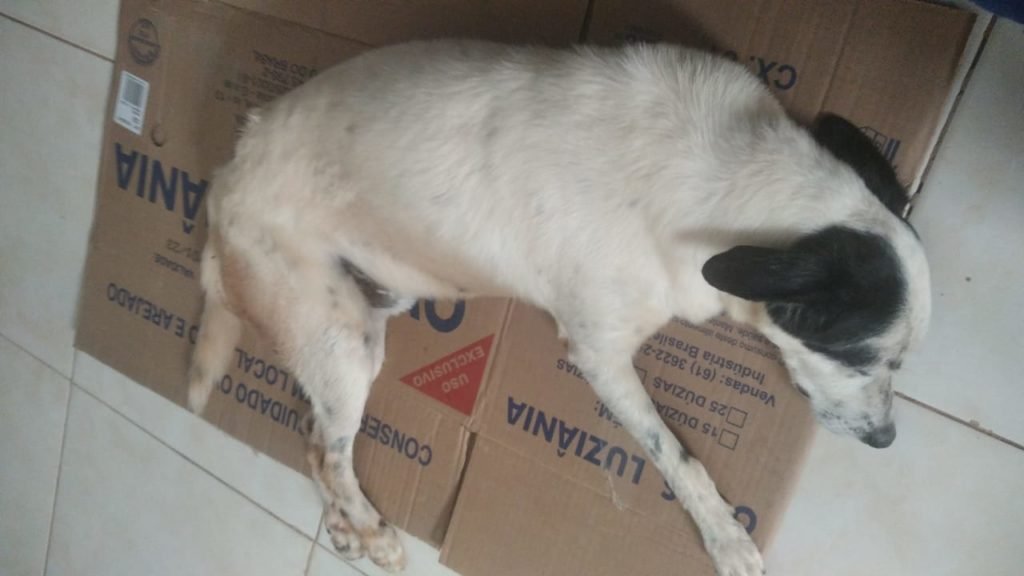 Cachorro deitado sobre caixa de papelão