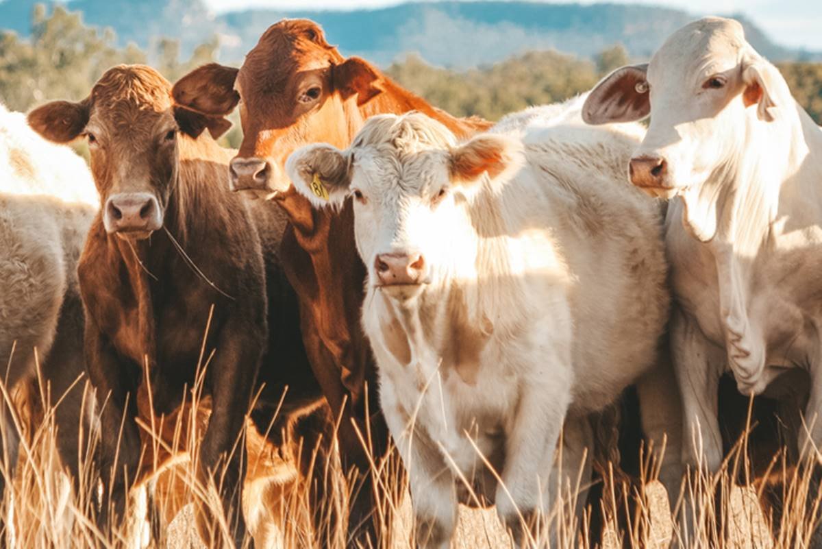 Imagem colorida: vacas no pasto - Metrópoles