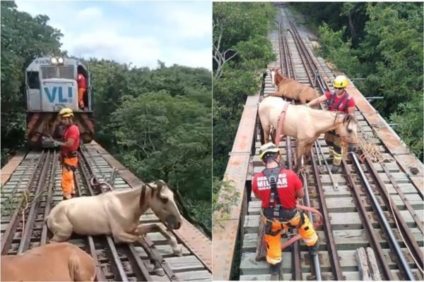 Preso em atoleiro por quase um dia, cavalo é salvo por bombeiros na Grande  BH - Gerais - Estado de Minas