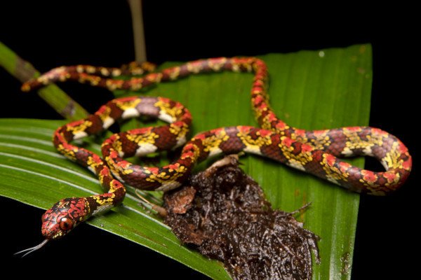 cobra com coloração alaranjada