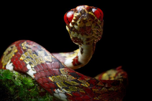 cobra com olhos vermelhos e tons de vermelho e verde na pele