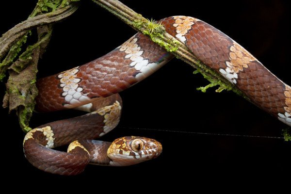 Cinco novas espécies de cobras são descobertas na Amazônia, entre