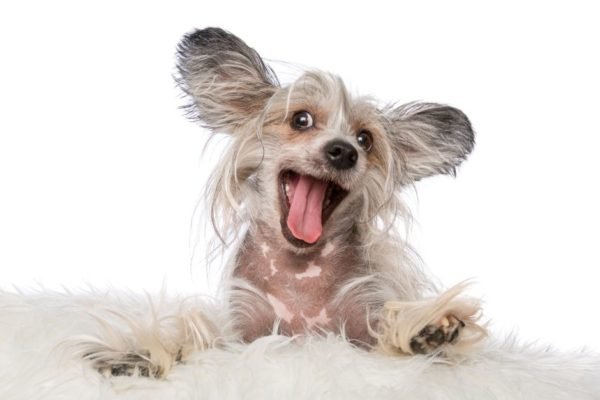 Cachorro com poucos pelos