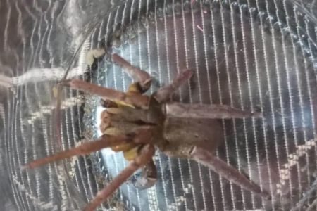 Imagem mostra aranha armadeira capturada em Santa Catarina no fundo de um frasco - Metrópoles