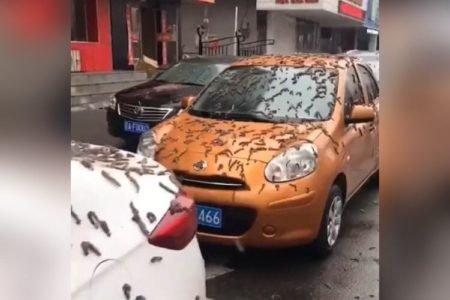 chuva de vermes na china - Metrópoles