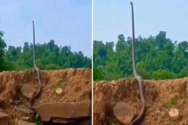 Cobra gigante que viralizou em vídeo pode ser real, mas não é encontrada no  Brasil