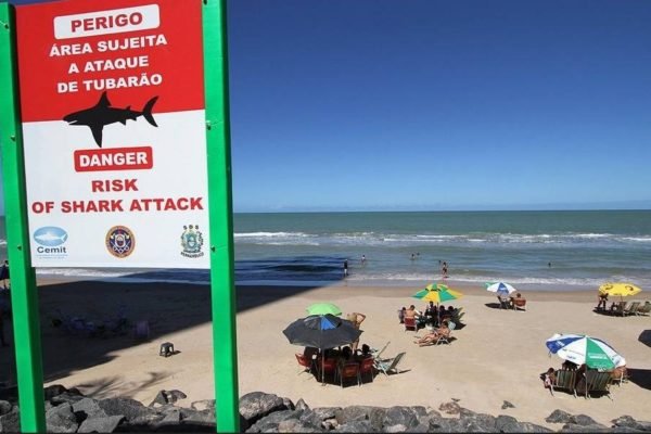Ataque de tubarão em Pernambuco