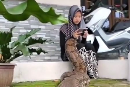 Imagem mostra trecho de vídeo que viralizou em que uma jovem cria uma cobra gigante - Metrópoles