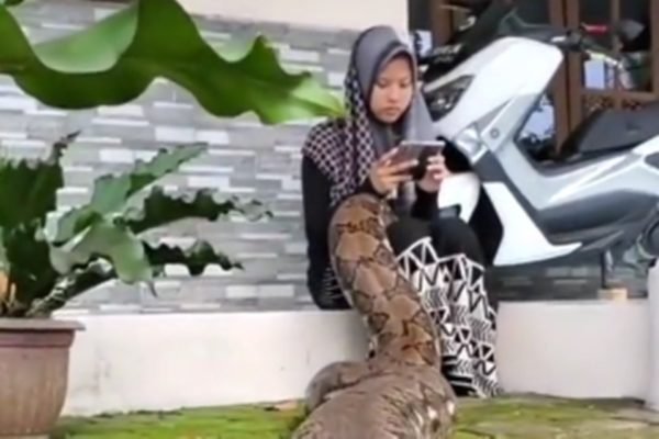 Cobra gigante que viralizou em vídeo pode ser real, mas não é encontrada no  Brasil