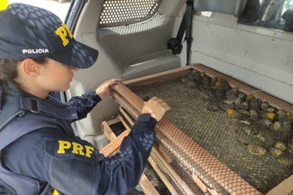 Pássaros silvestres resgatados pela PRF - Metrópoles