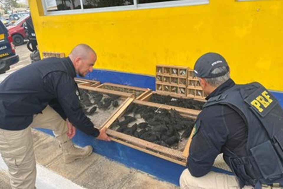 PRF resgata 618 pássaros silvestres - Metrópoles