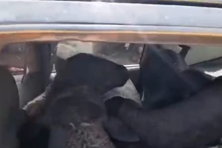 Ovelhas furatadas encontradas em carro no interior do Ceará - Metrópoles