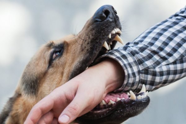 Cachorro mordendo braço de uma pessoa