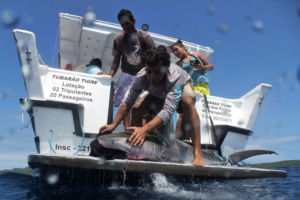 Pesquisadores de tubarões em Pernambuco - Metrópoles