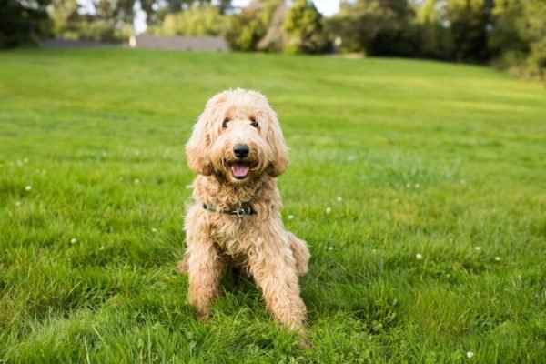 Cachorro branco peludo sentado na grama verde
