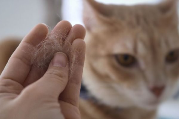 Gato marrom com bolas de pelo na mão de uma pessoa