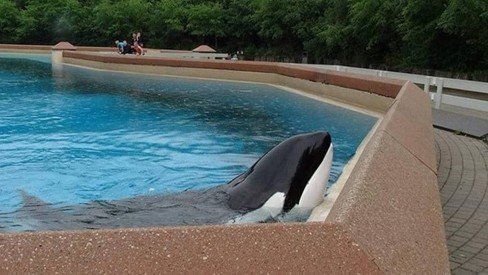 Na foto, uma baeila orca em um tanque - Metrópoles