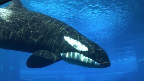 Na foto, uma baeila orca em um tanque - Metrópoles