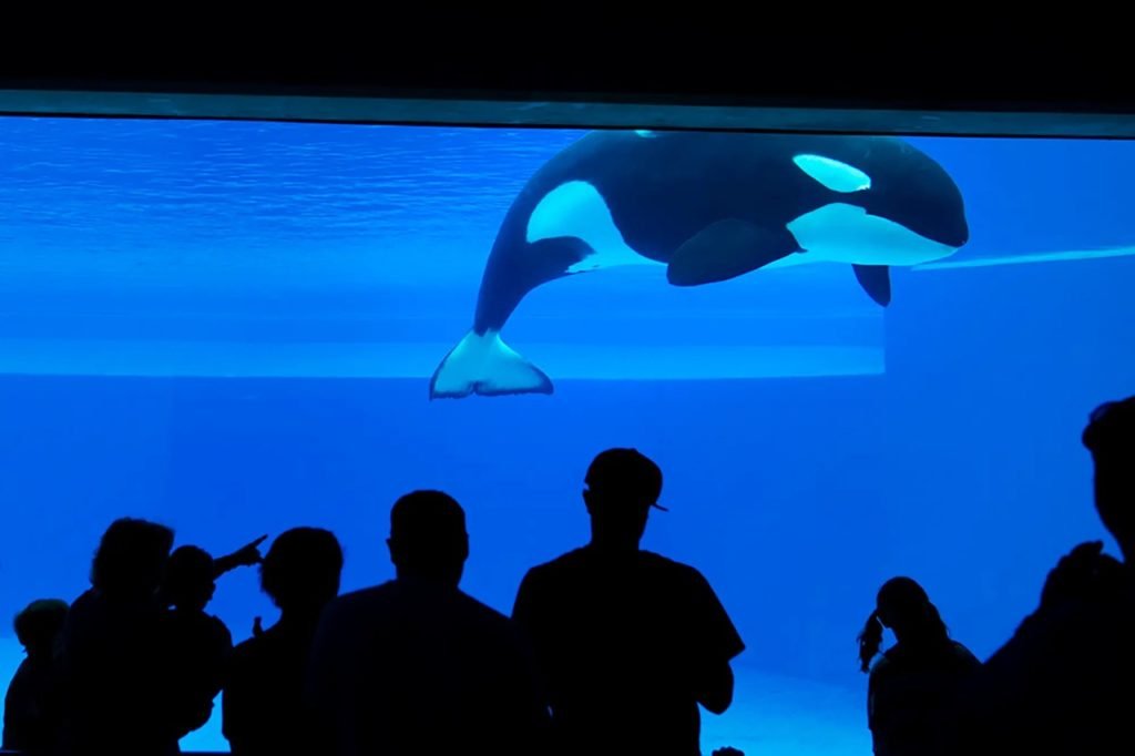 Na foto, uma baeila orca em um tanque - Metrópoles