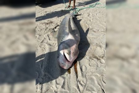 imagem de tubarão-tigre encontrado em praia do Ceará