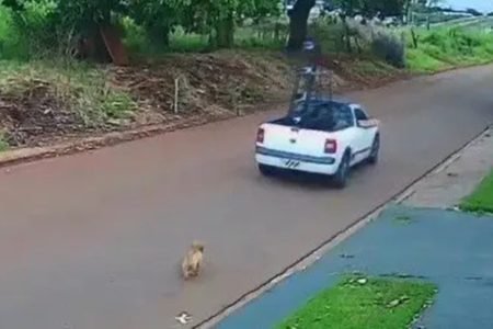 Cachorro corre atrás de um carro branco após ser abandonado em Maringá (PR)