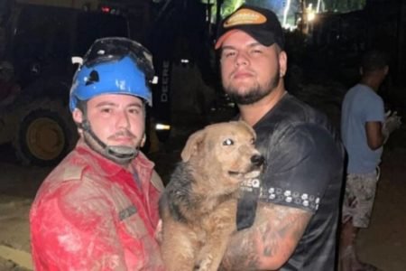 Imagem mostra cachorro resgatado após deslizamento em Manaus, no Amazonas - Metrópoles
