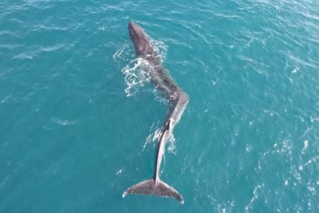 Foto colorida de uma baleia-comum com escoliose no mar da Espanha - Metrópoles