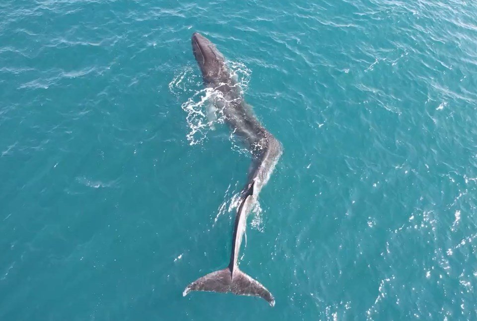 Foto colorida de uma baleia-comum com escoliose no mar da Espanha - Metrópoles