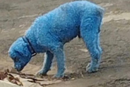 Fotografia colorida de cachorro que foi pintado de azul