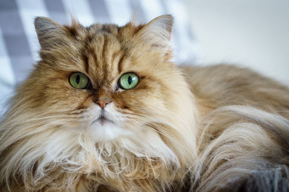 Gato persa