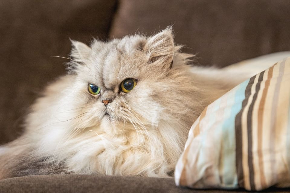 Gato persa