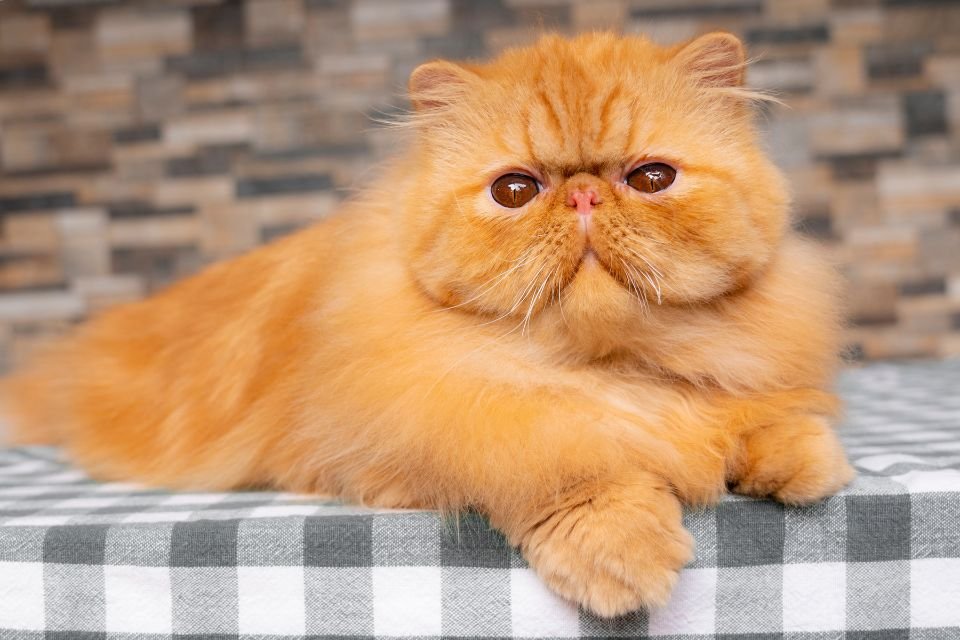 Gato persa