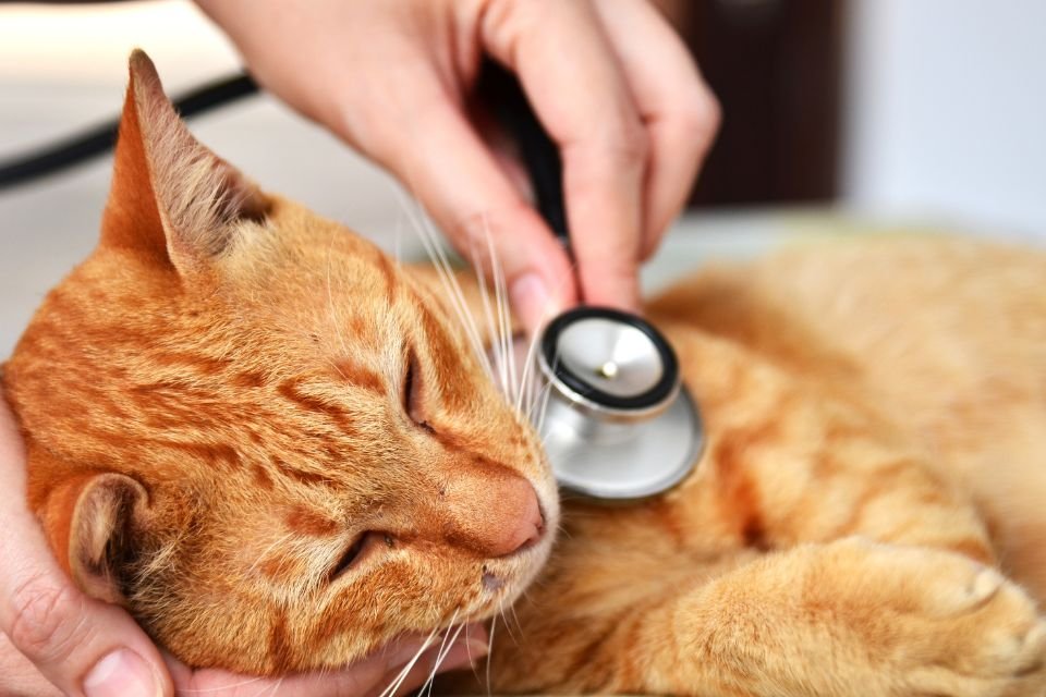 Gato se consultando