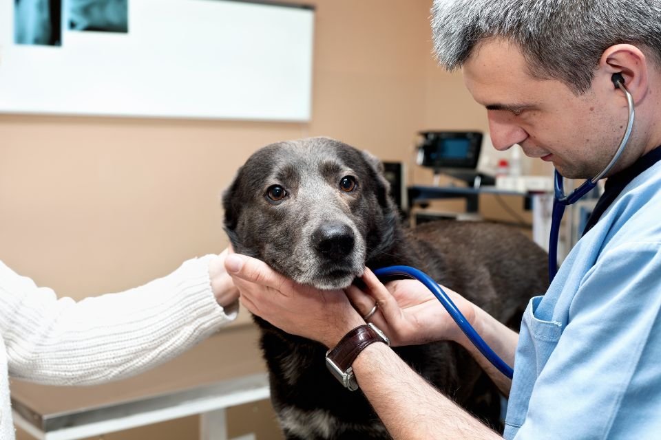Cachorro se consultando