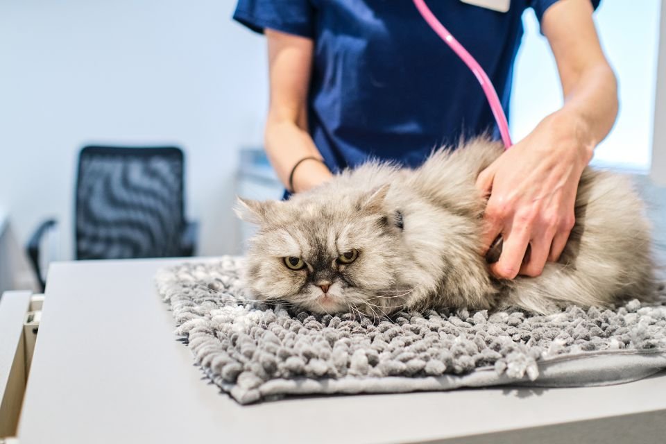 Gato em consulta
