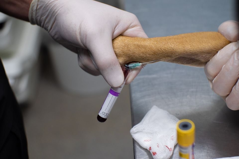 Cachorro tirando sangue